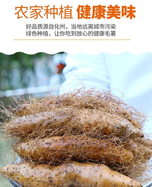 毛薯怎么种植？最佳种植时间是什么时候？