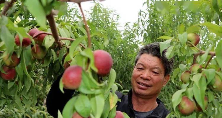 毛桃什么时候成熟？如何选择最佳采摘时间？