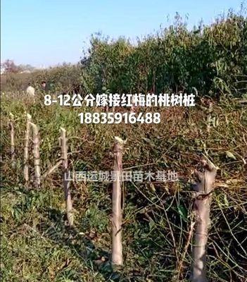 毛桃可以嫁接什么树？嫁接方法和注意事项是什么？