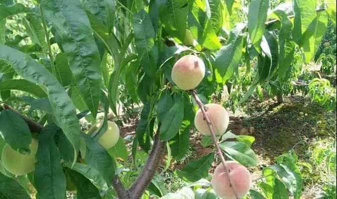毛桃成熟季节是什么时候？几月份可以采摘毛桃？