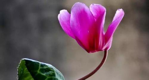 仙客来花语和寓意是什么？适合送给哪些人？