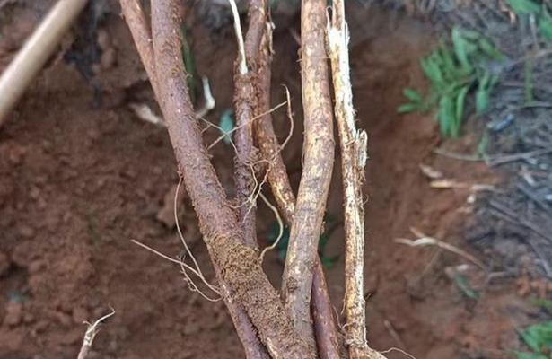 毛桃种子播种方法是什么？如何确保高发芽率？