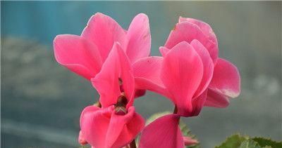 仙客来花语是什么？如何理解仙客来的花语含义？