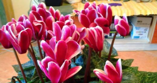 仙客来寓意是什么意思？如何正确理解仙客来的花语？