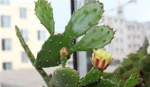 仙人球花语是什么？如何解读仙人球的象征意义？