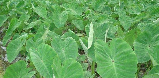 毛芋头什么时候上市？如何挑选新鲜成熟的毛芋头？