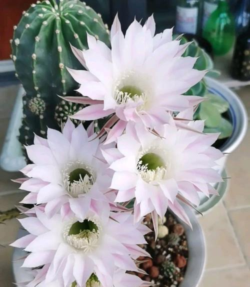 仙人球开花代表什么？仙人球开花的象征意义是什么？