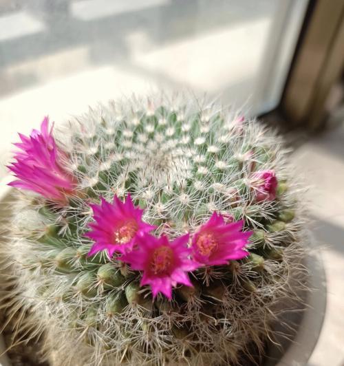 仙人球开花代表什么？如何正确理解仙人球的花语含义？
