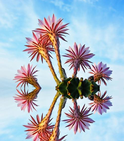 仙人球开花寓意着什么？兆头有哪些？