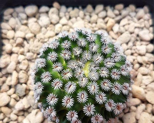 仙人球开花代表什么？如何解读仙人球的花语？