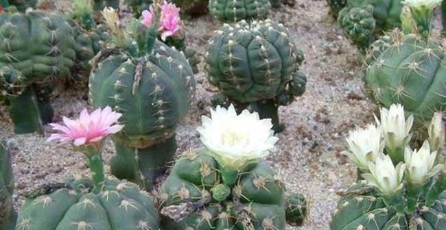 仙人球开花象征着什么？如何正确解读仙人球的花语？