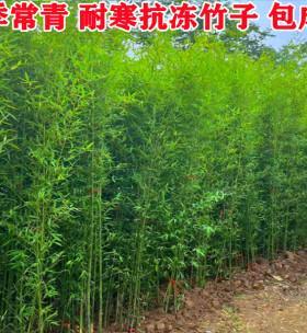 毛竹的生长周期是多长时间？如何正确管理以促进快速生长？