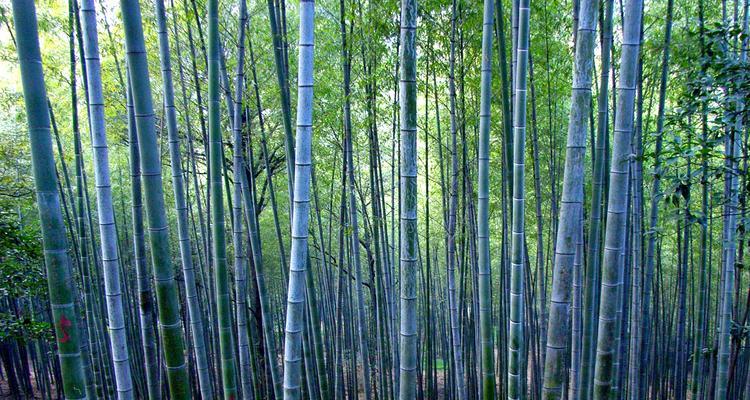 毛竹耐寒吗？冬天越冬能耐多少度低温？