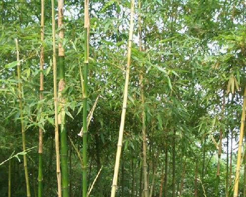 毛竹生长需要哪些环境条件？其生长特点是什么？