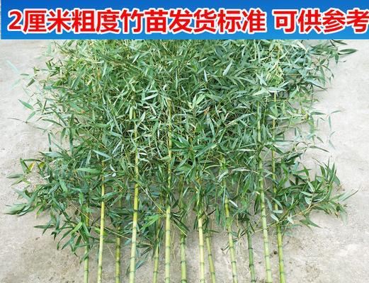 毛竹种植的最佳时间是什么时候？种植毛竹有哪些注意事项？