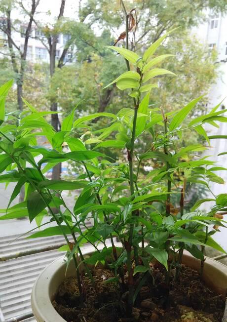 毛竹是草本植物吗？毛竹的分类和特性是什么？