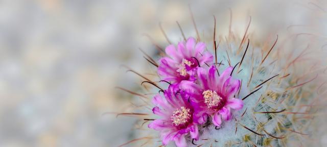 仙人掌花的花语是什么？如何正确解读仙人掌花的含义？