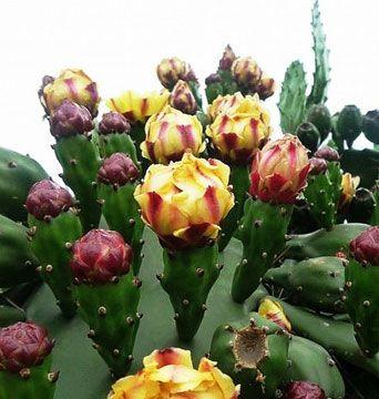 仙人掌花的花语是什么？如何正确解读仙人掌花的含义？