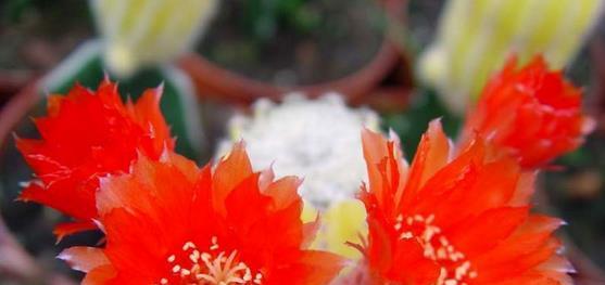 仙人掌花的花语是什么？如何正确解读仙人掌花的含义？