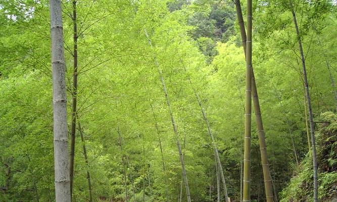 毛竹属于什么植物类型？毛竹的分类和特性是什么？