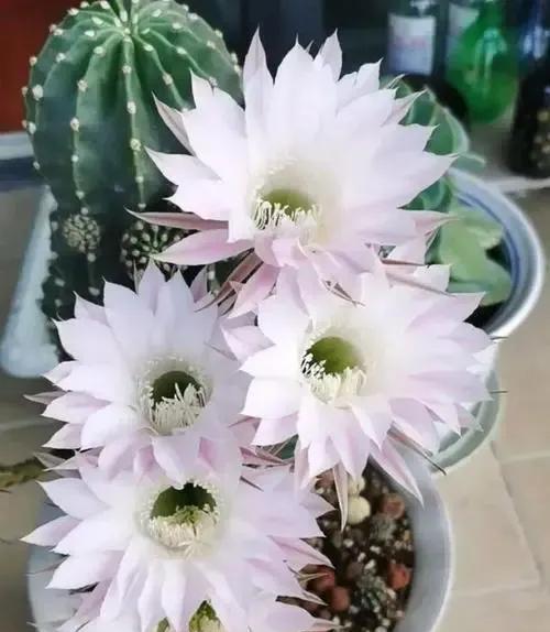 仙人掌开花代表什么？其象征意义有哪些？
