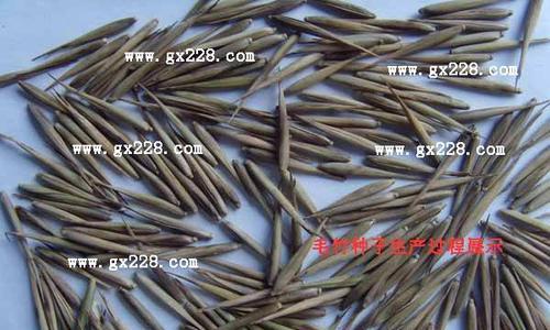 毛竹种子发芽需要多长时间？如何提高发芽率？