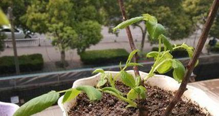 玫瑰的种植方法是什么？最佳种植时间是什么时候？