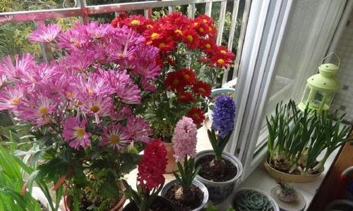玫瑰冬天能栽活吗？如何在寒冷季节成功种植玫瑰？