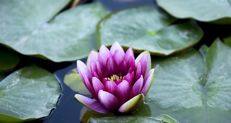 香槟睡莲花语是什么？了解其独特含义和象征意义？