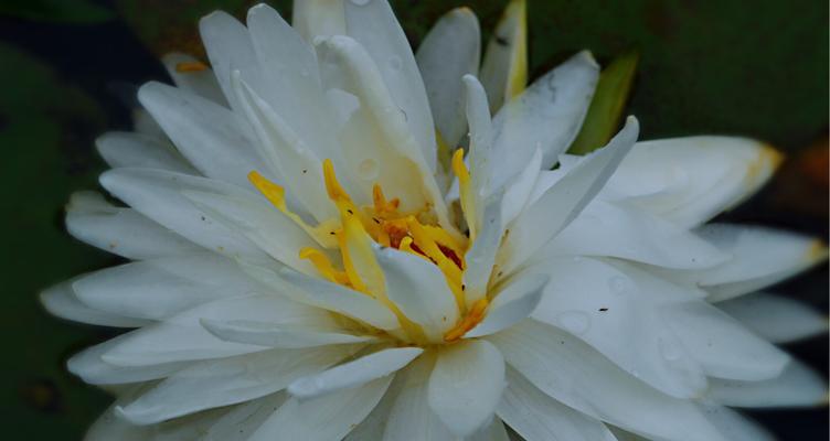 香槟睡莲花语是什么？了解其独特含义和象征意义？