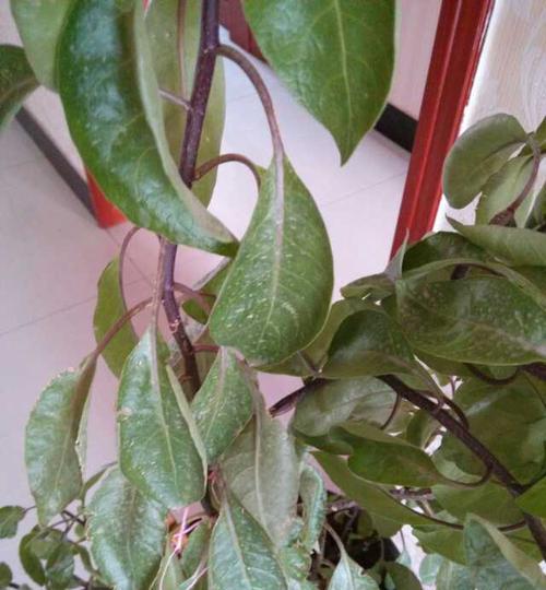 玫瑰海棠不开花的原因是什么？如何解决？