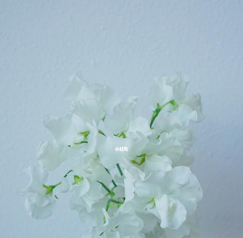 香豌豆花语是什么？它有哪些寓意和象征意义？