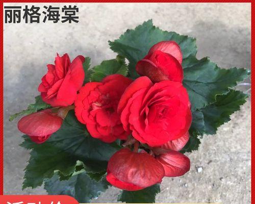 玫瑰海棠修剪方法有哪些？如何正确修剪玫瑰海棠？