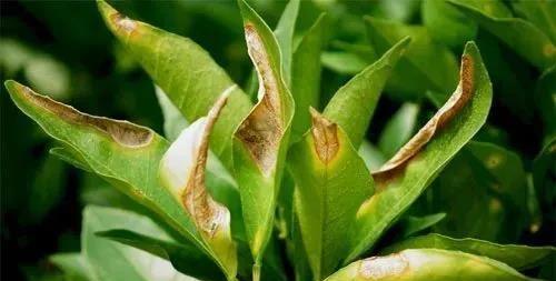 玫瑰花病虫害防治技术与方法措施是什么？如何有效预防和控制？