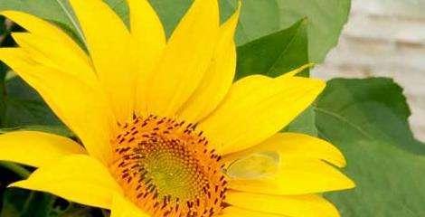 向日葵的花语是什么？向日葵寓意着什么？