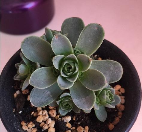 如何繁殖玫瑰花？玫瑰花繁殖的常见问题解答？