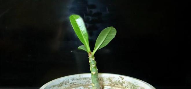 如何繁殖玫瑰花？玫瑰花繁殖的常见问题解答？
