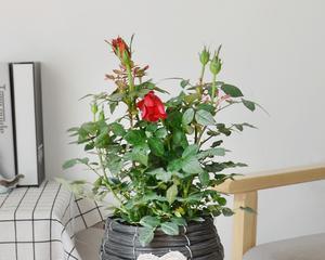玫瑰花盆栽养殖方法有哪些？需要注意哪些事项？