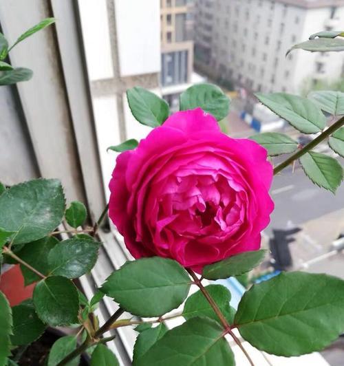 玫瑰花的香味对人体有害吗？长期接触会有什么影响？