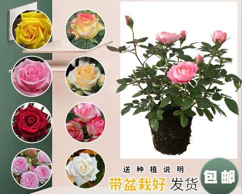 玫瑰花的香味对人体有害吗？长期接触会有什么影响？