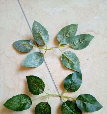 玫瑰花的叶子形状像什么？如何辨别玫瑰花的叶子？