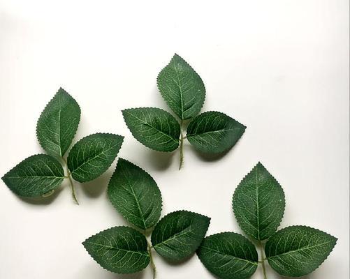 玫瑰花的叶子形状像什么？如何辨别玫瑰花的叶子？