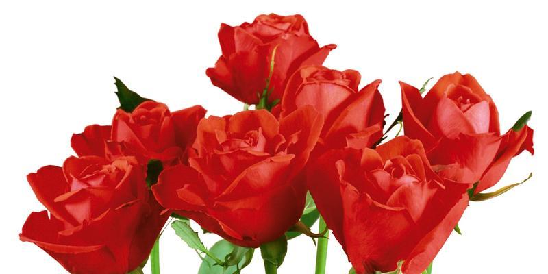 玫瑰花多久开花一次？如何正确养护以促进开花？
