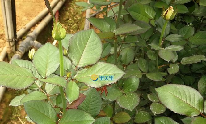 玫瑰花施肥周期及肥料选择指南？