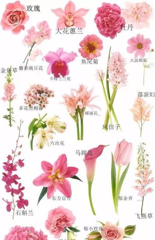 玫瑰花多久需要浇水一次？正确浇水频率是多少？