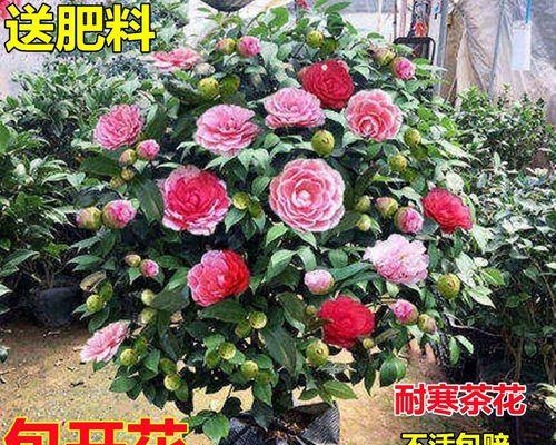 玫瑰花骨朵多久会开花？如何判断花期？