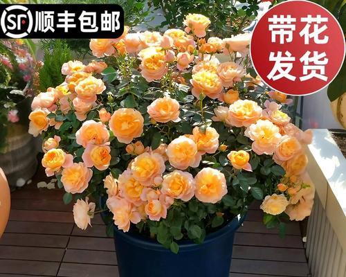 玫瑰花骨朵多久会开花？如何判断花期？