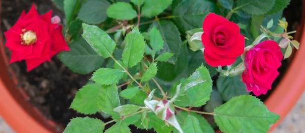 玫瑰花花期多长时间？如何延长玫瑰的花期？