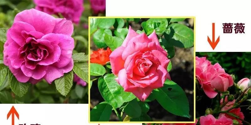 玫瑰花几天浇一次水最好？如何正确养护玫瑰花？