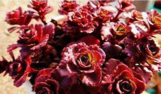 玫瑰花浇水的正确方法是什么？如何避免过度浇水导致的根部问题？